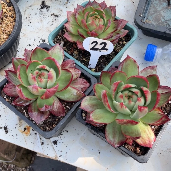 惊鸿仙子一物一拍