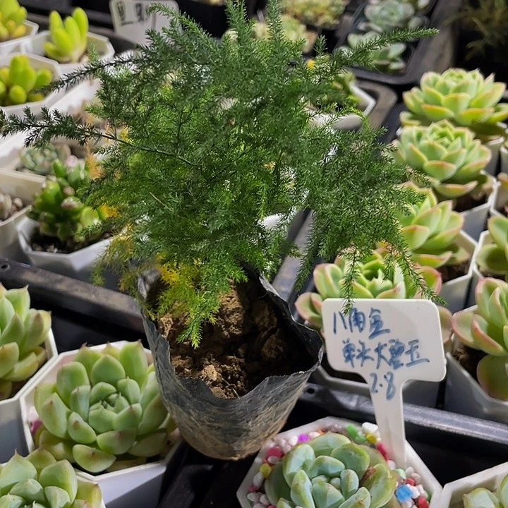 文竹1.8带盆土发