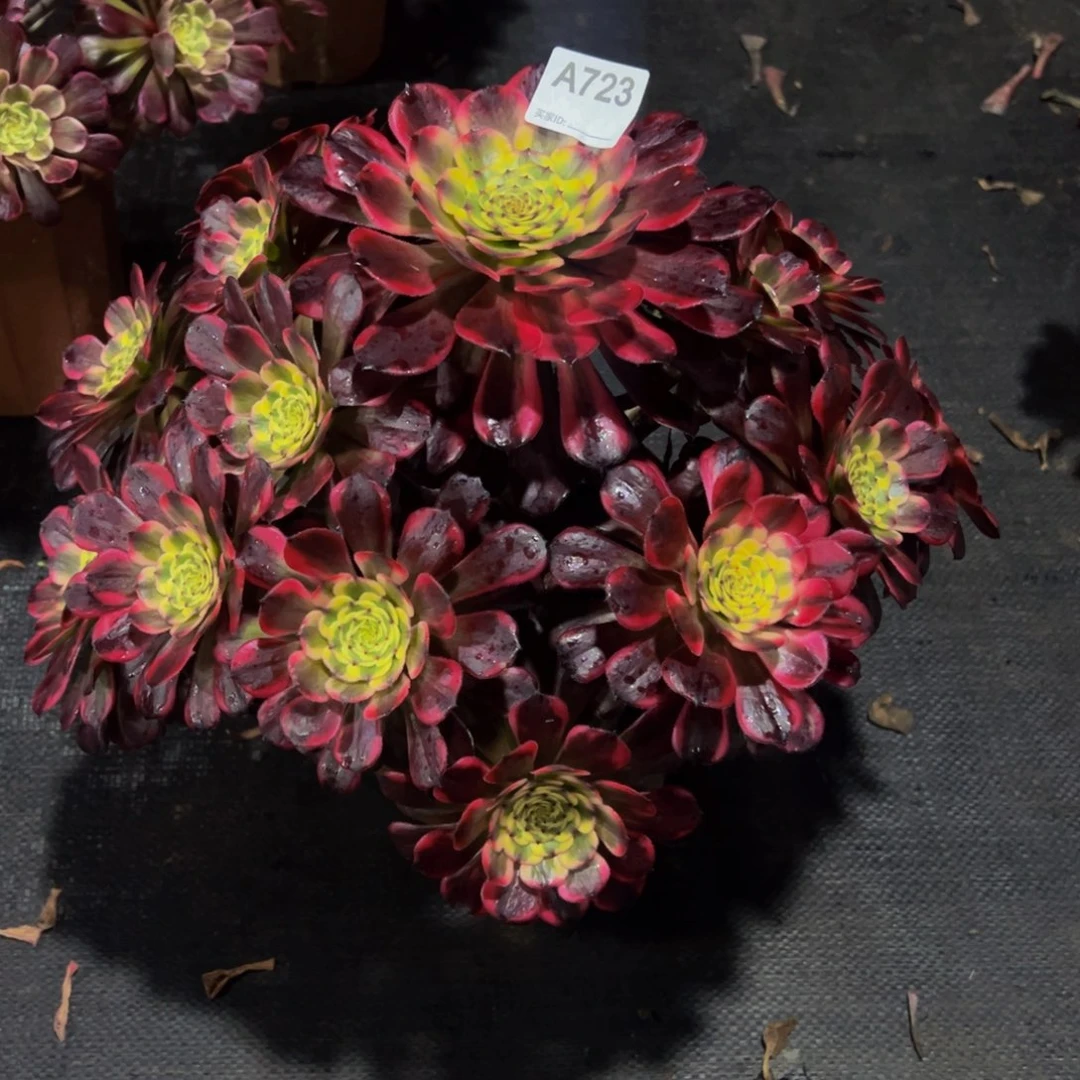 晨*a723黑金刚法师，多肉