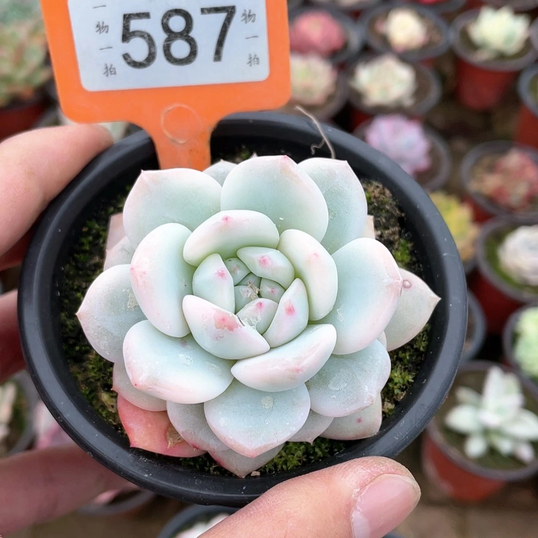 【闪购商品】587号