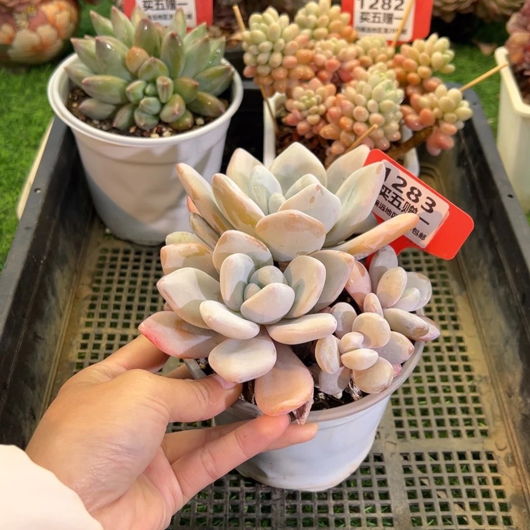 表妹精品多肉1283.