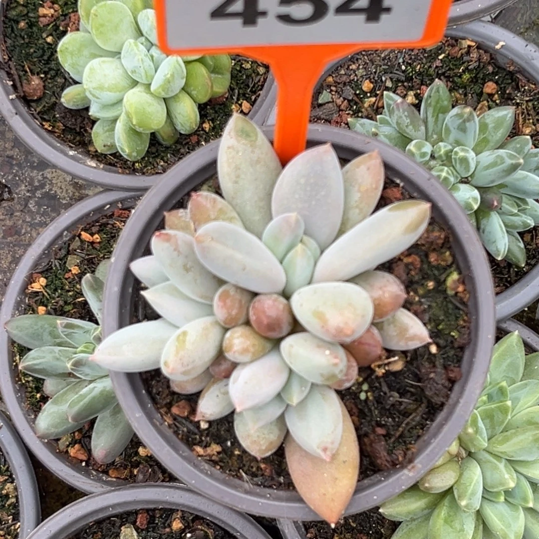 多肉植物哥特群454