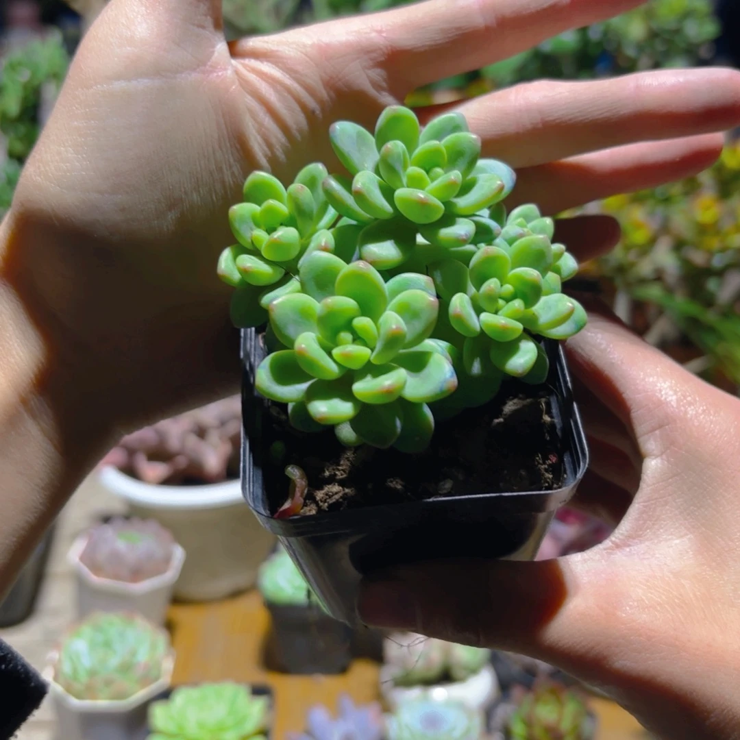 南***乔香格里拉7cm新疆包邮