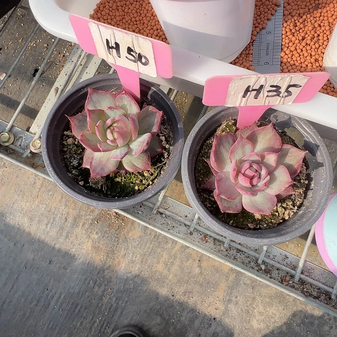 小***雨惊鸿仙子H50.35多肉植物