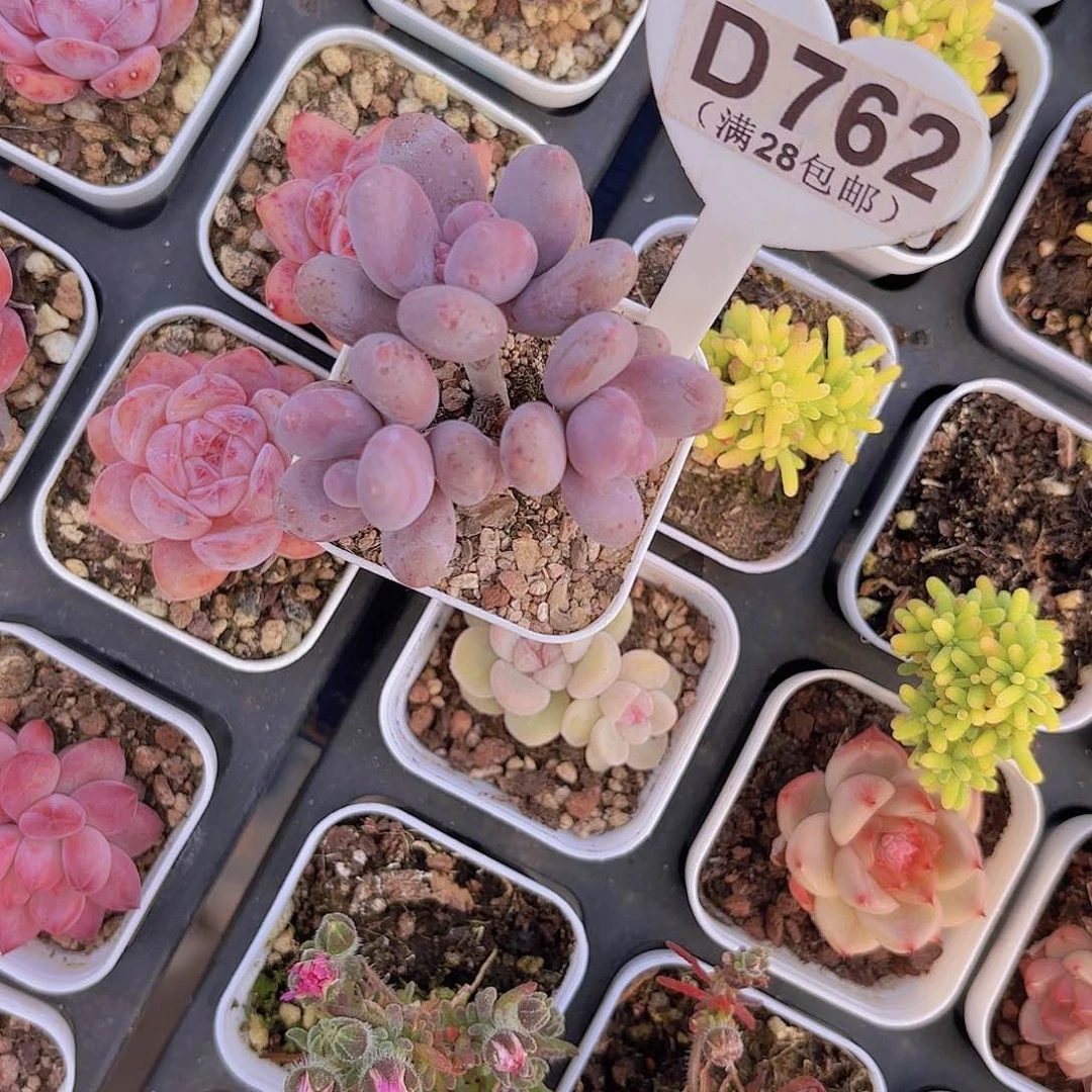 梦**境D762彩虹杂交一物一拍