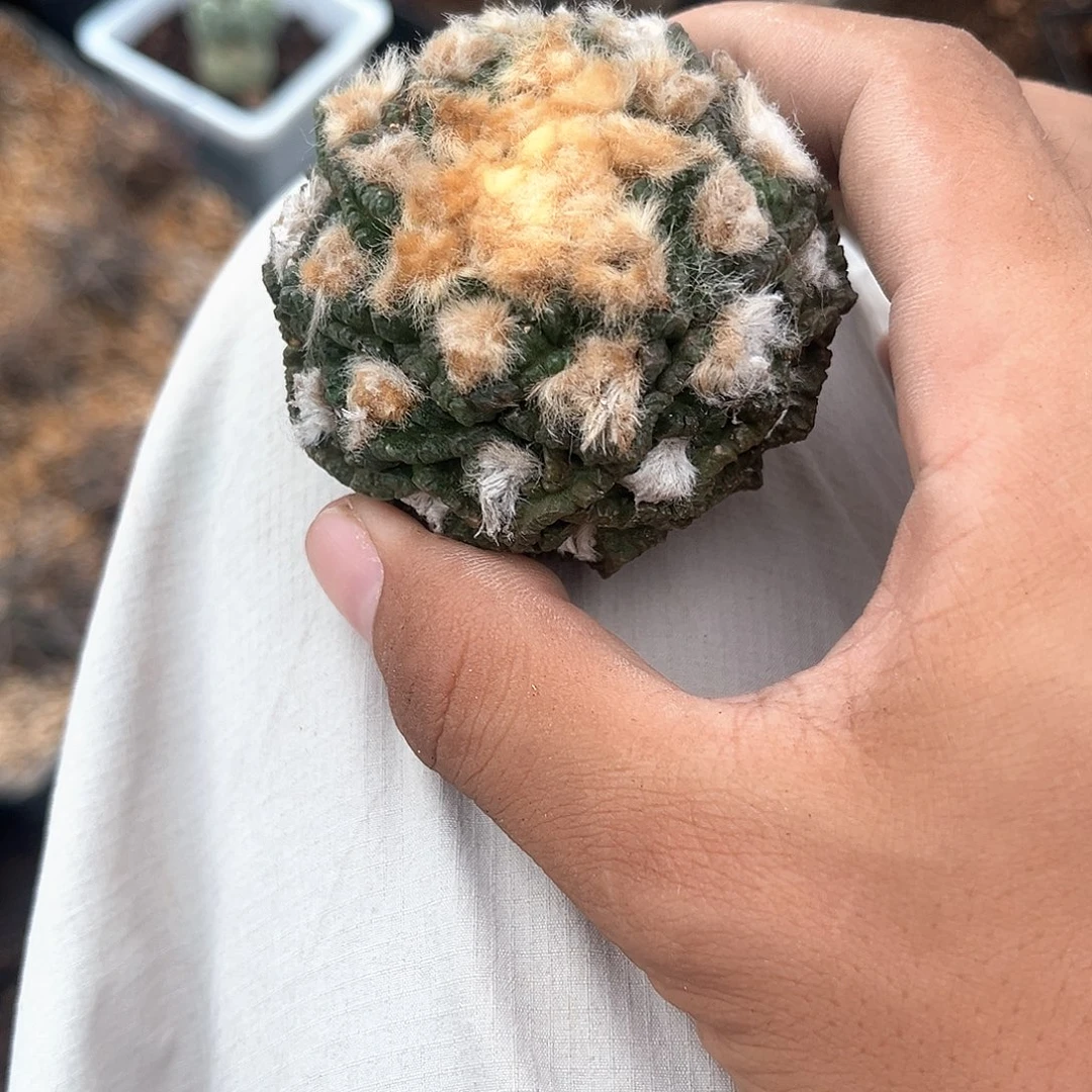 ^***^一个龟甲特别漂亮