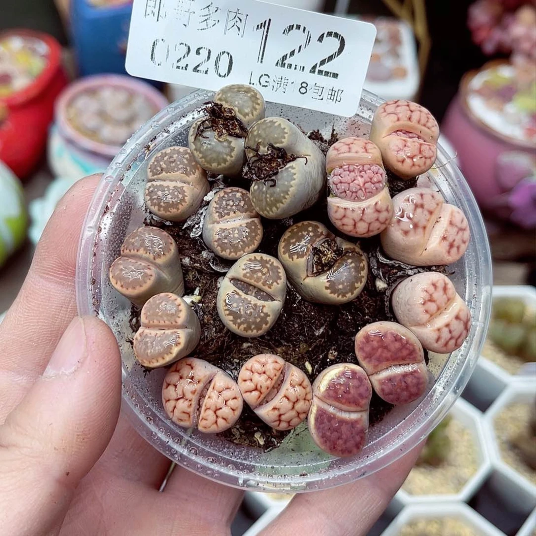 郎哥多肉生石花20-122