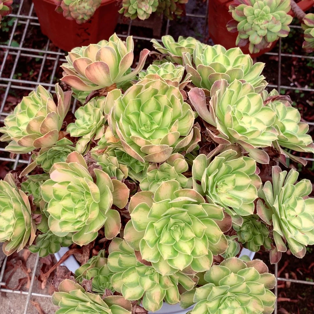 韶华老桩，多肉植物