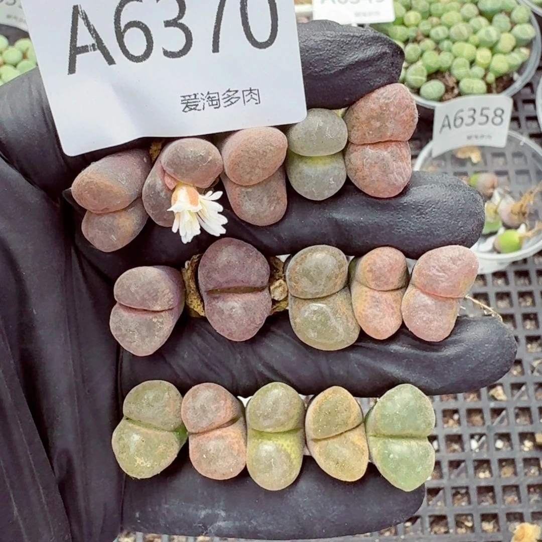 6370—生石花 生石花