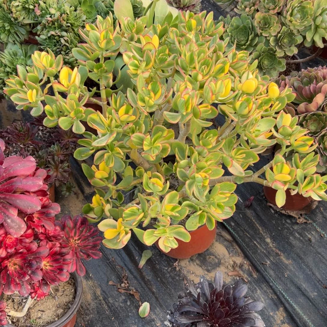 多肉植物新花月锦