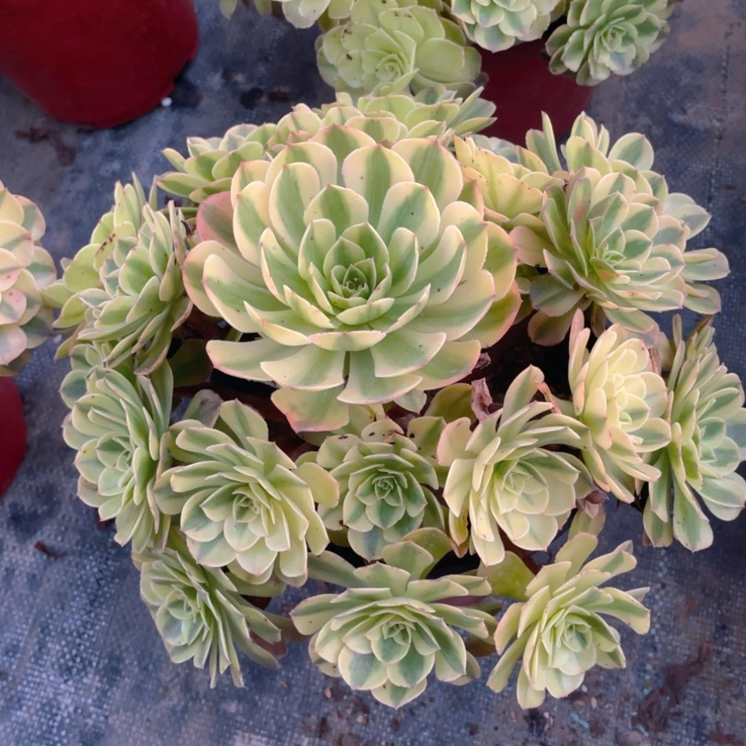 39雨荷精品法师多肉