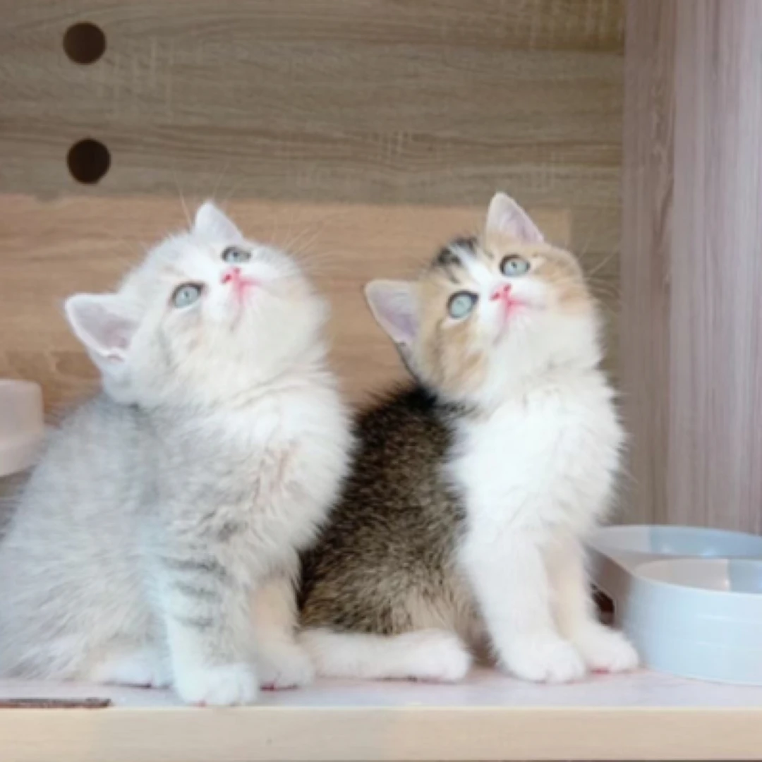 （晴瑞宠物）活体猫咪渐层拿破仑矮脚猫德文布偶