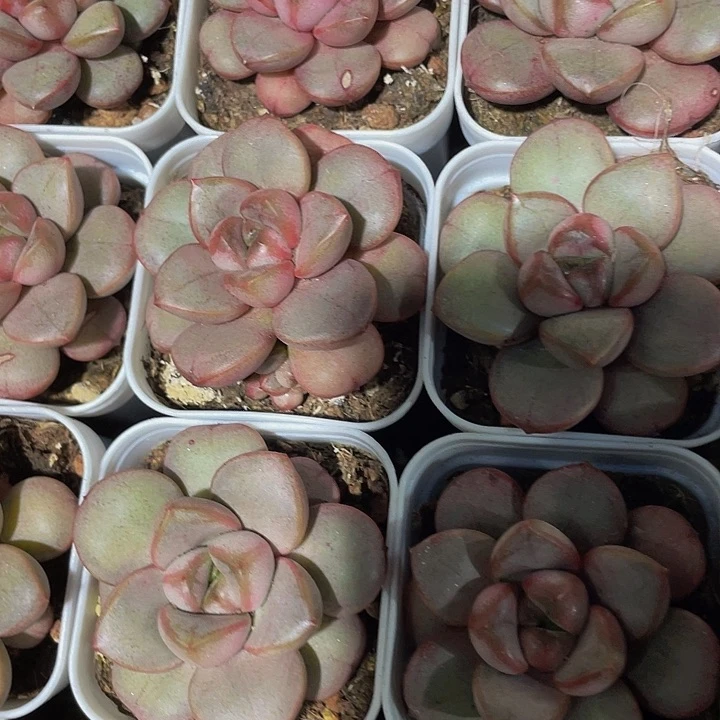 单头葡萄2.8带盆土