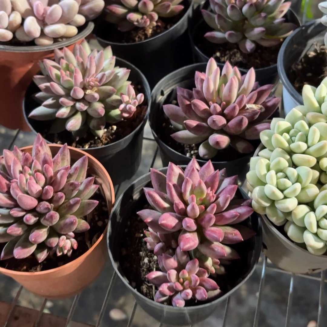 车厘子多肉11㎝盆的