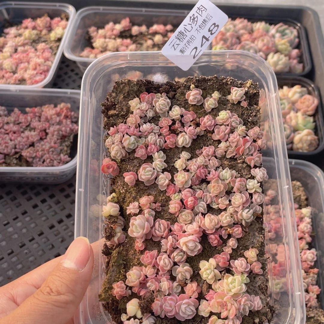云糖心多肉植物248