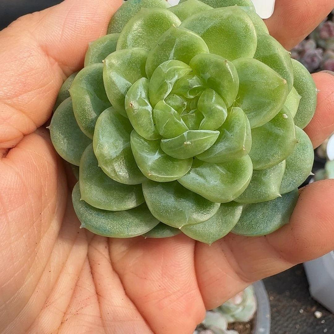 一物一拍一物一拍908-299