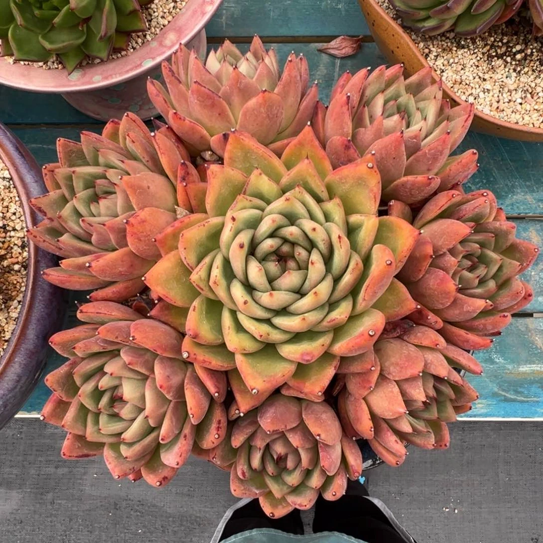 从前慢多肉精选编号0618.1111111