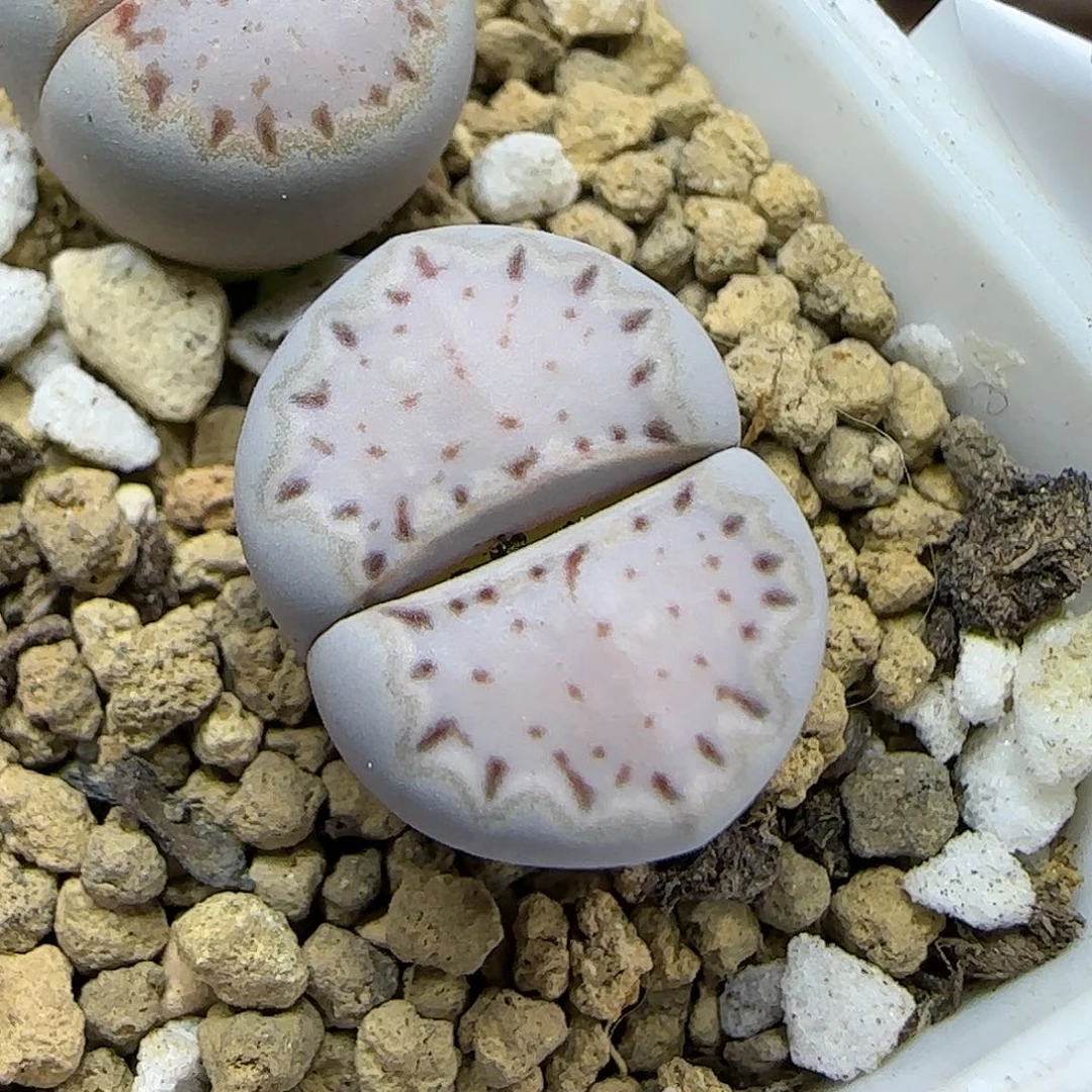 11.15.1621.015饼干.9037