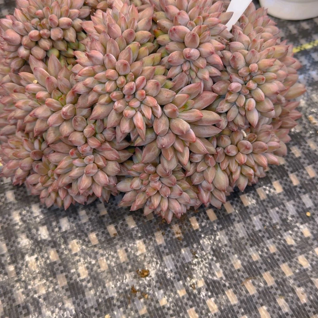 一物一拍虞美人缀453