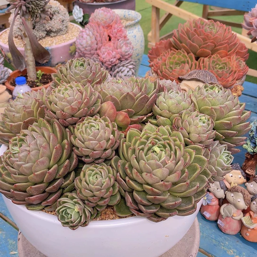 心**埃多肉白玫瑰尘埃姐带盆