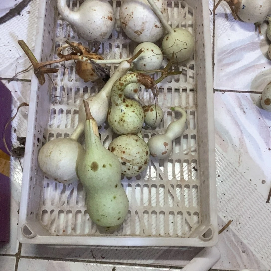 丙*文玩葫芦天然葫芦