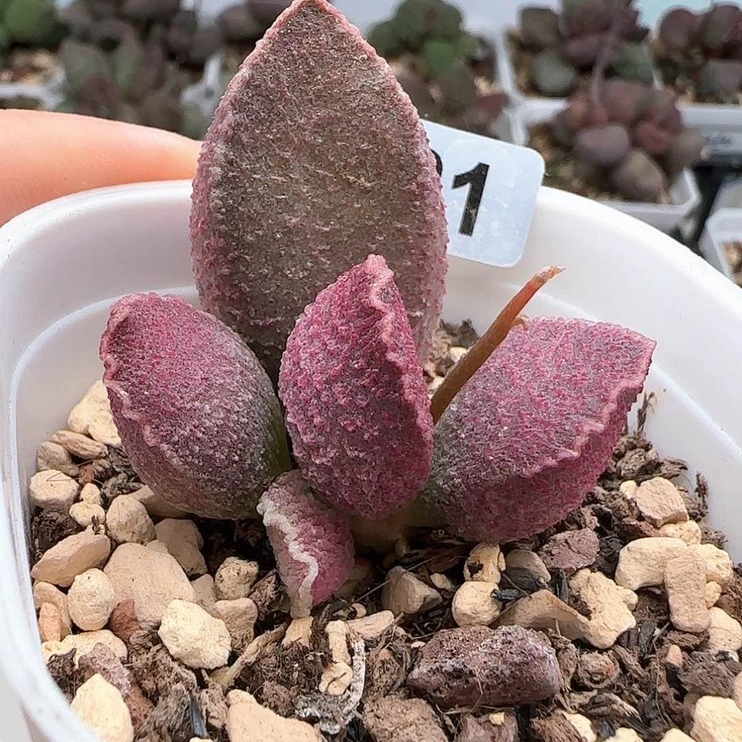 哈默猪肝多肉水泡植物