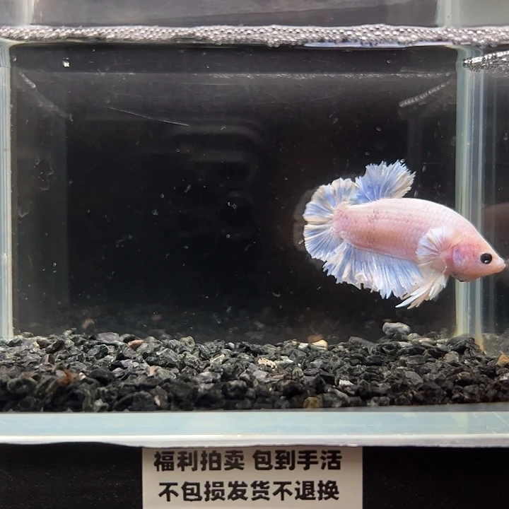 斗鱼竞拍跑单拉黑2日73