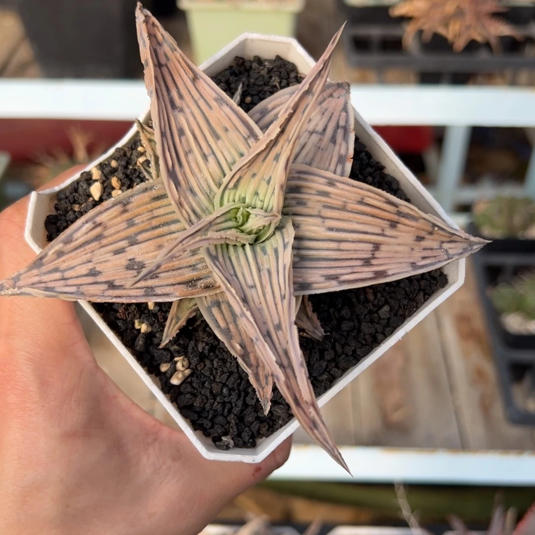 实生园艺芦荟 脱土发货