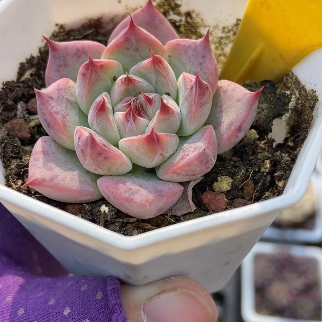 560婚戒多肉植物多肉