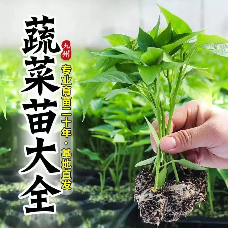 四季蔬菜苗水果苗盆栽辣椒苗番茄苗茄子苗甜瓜苗西瓜苗黄瓜苗丝瓜