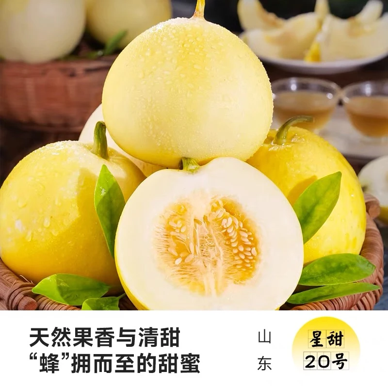 【正宗山东小蜜蜂甜瓜】星甜20蜜罐甜瓜新鲜水果香瓜蜜瓜现摘小甜瓜