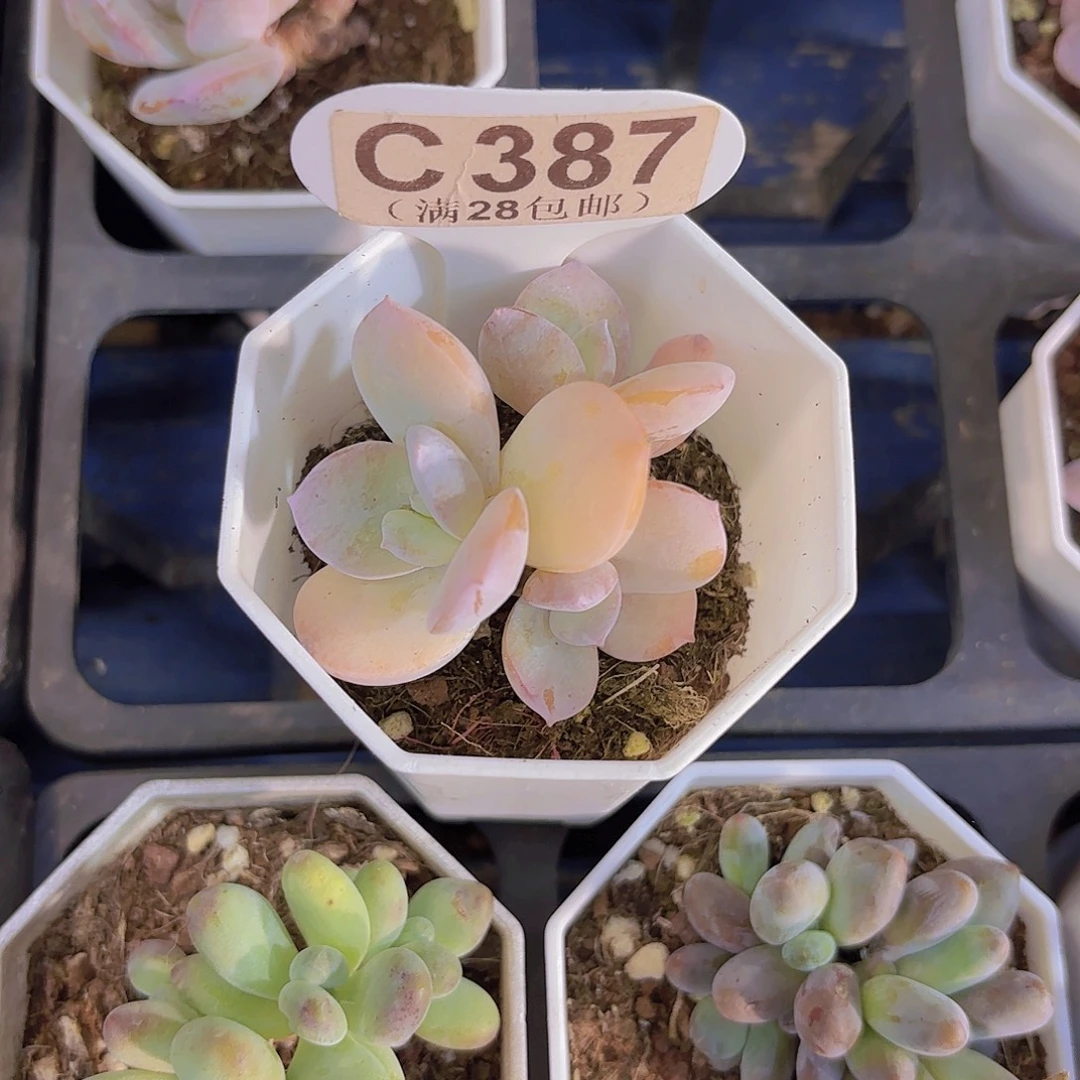 C387奶茶一物一拍