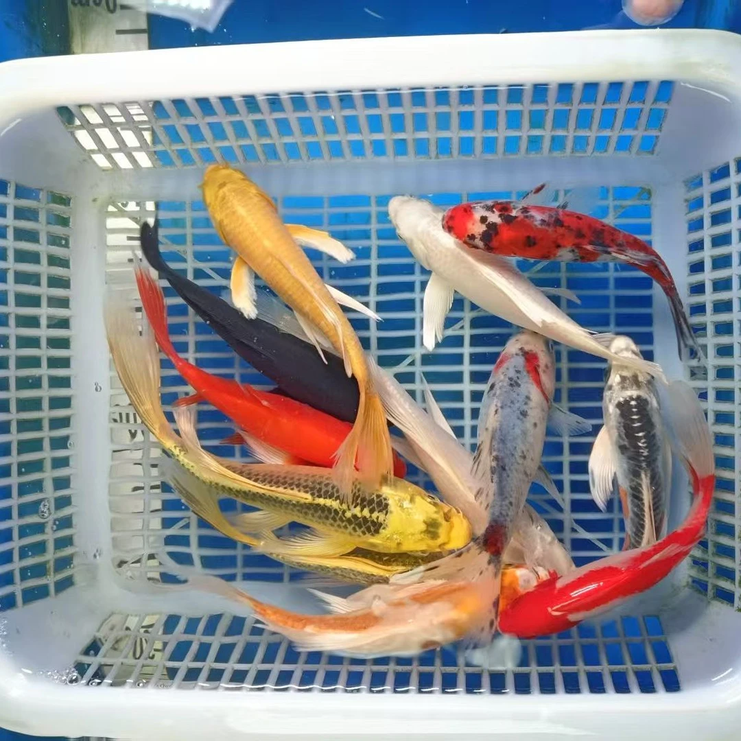 7号【黄+黑+红+蓝龙+金龙】12-14红色红白是草金 冷水鱼