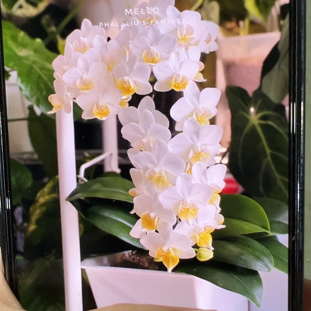 当前无花栽培后可以开花刘氏幻想，凑单发货