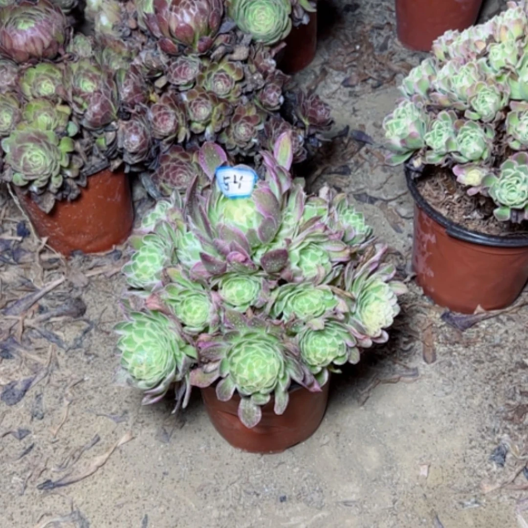 【闪购商品】多肉植物海鲜54