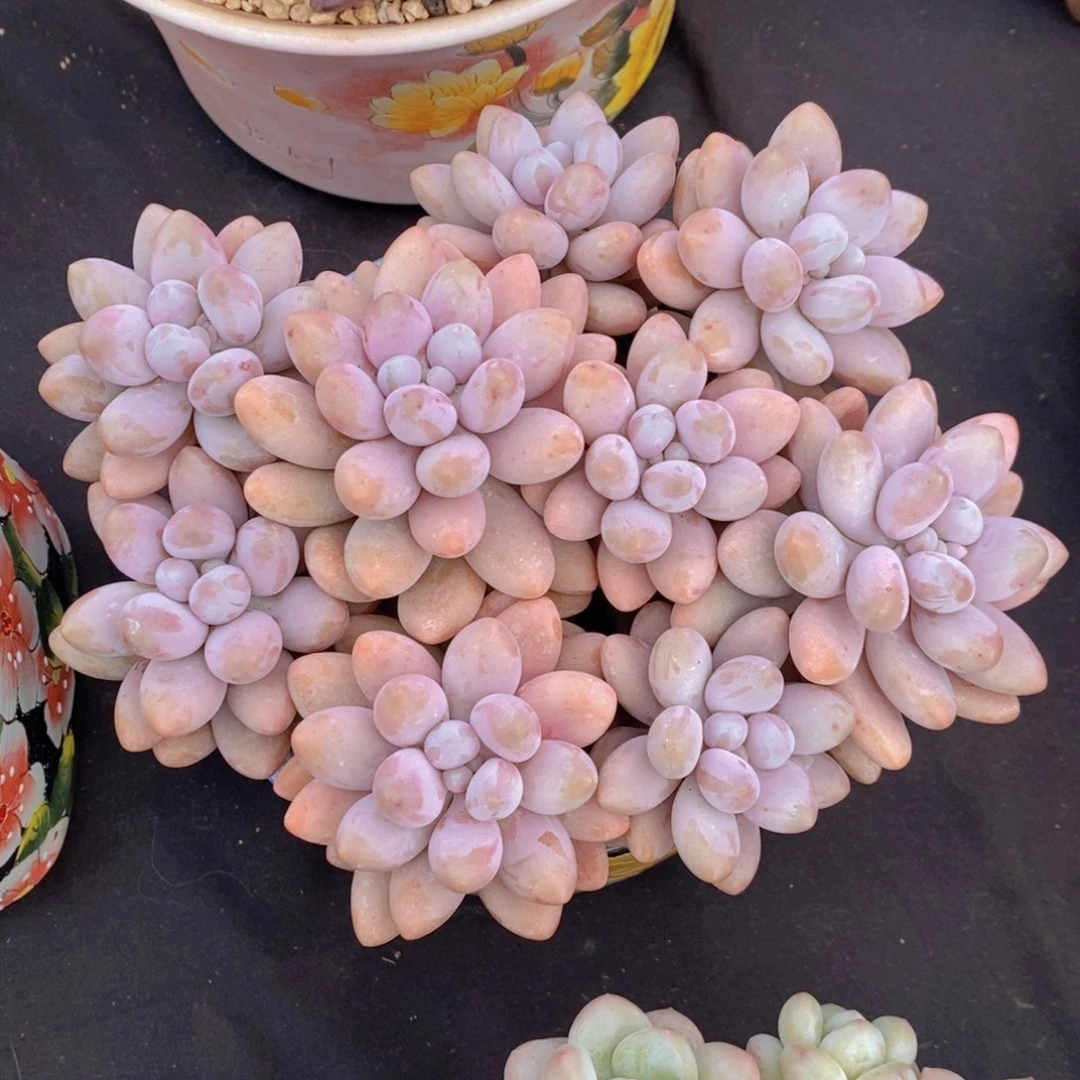 粉恋 一物一拍 多肉