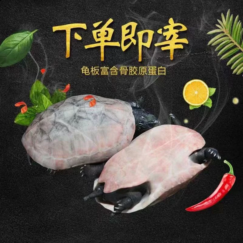 活龟鲜活宰杀顺丰特快精品