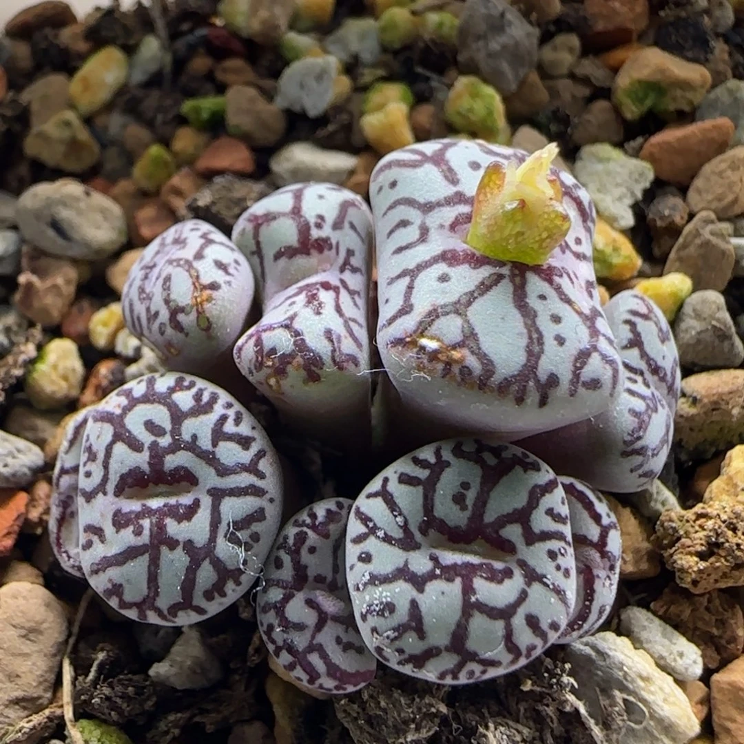 10-27-5-3当天满38包邮9头超粗纹白底墨小锥脱土