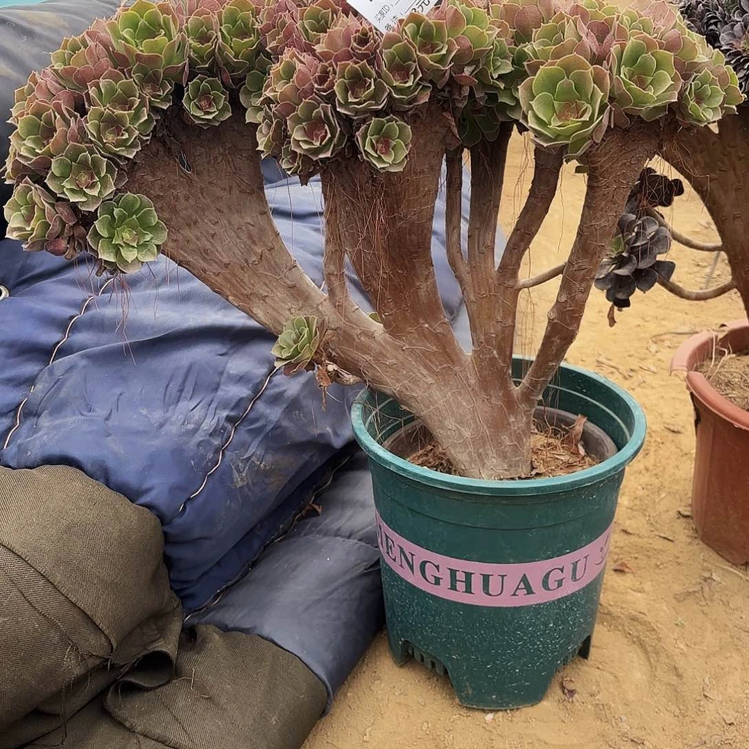 755玫瑰朵朵多肉植物