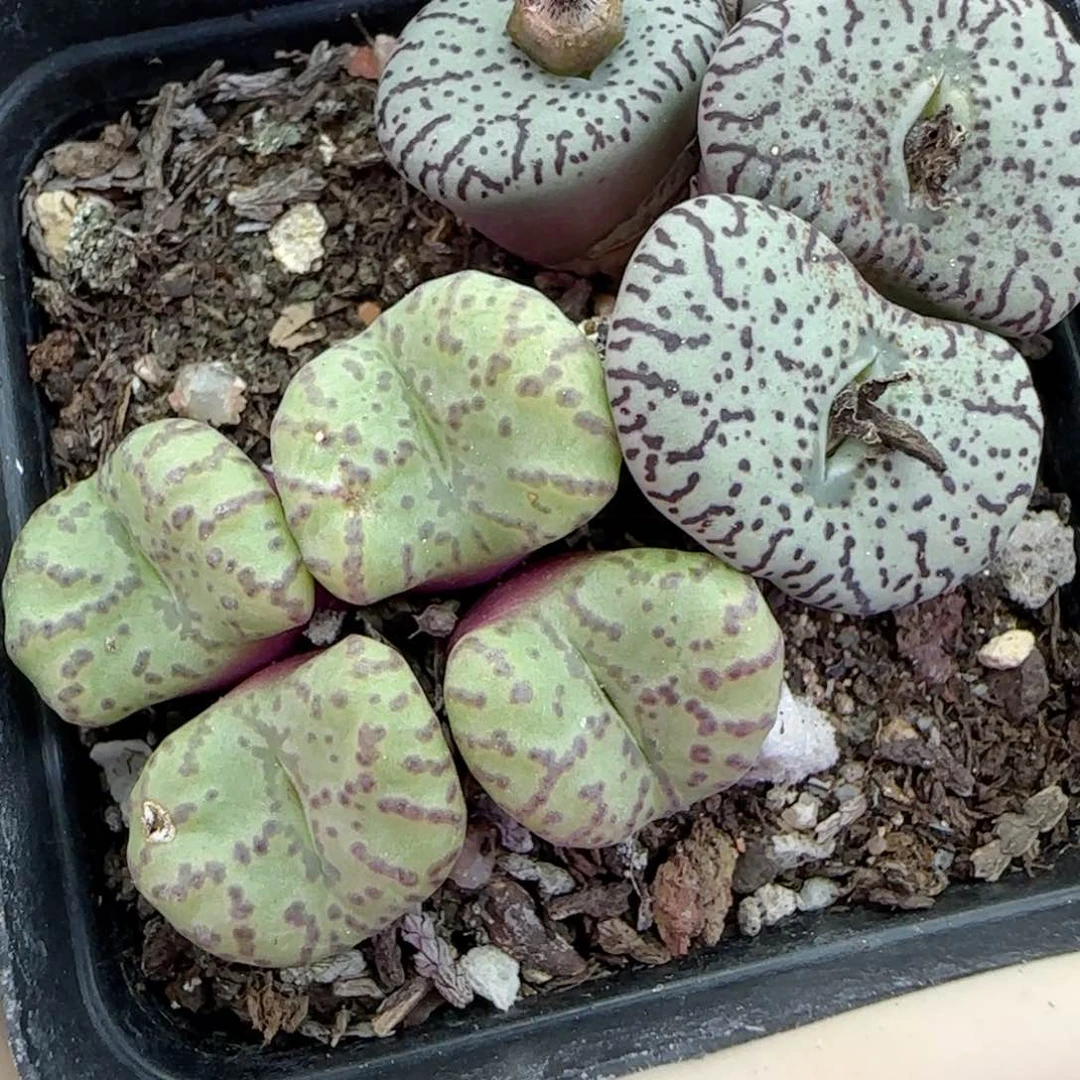 013福利福利福利