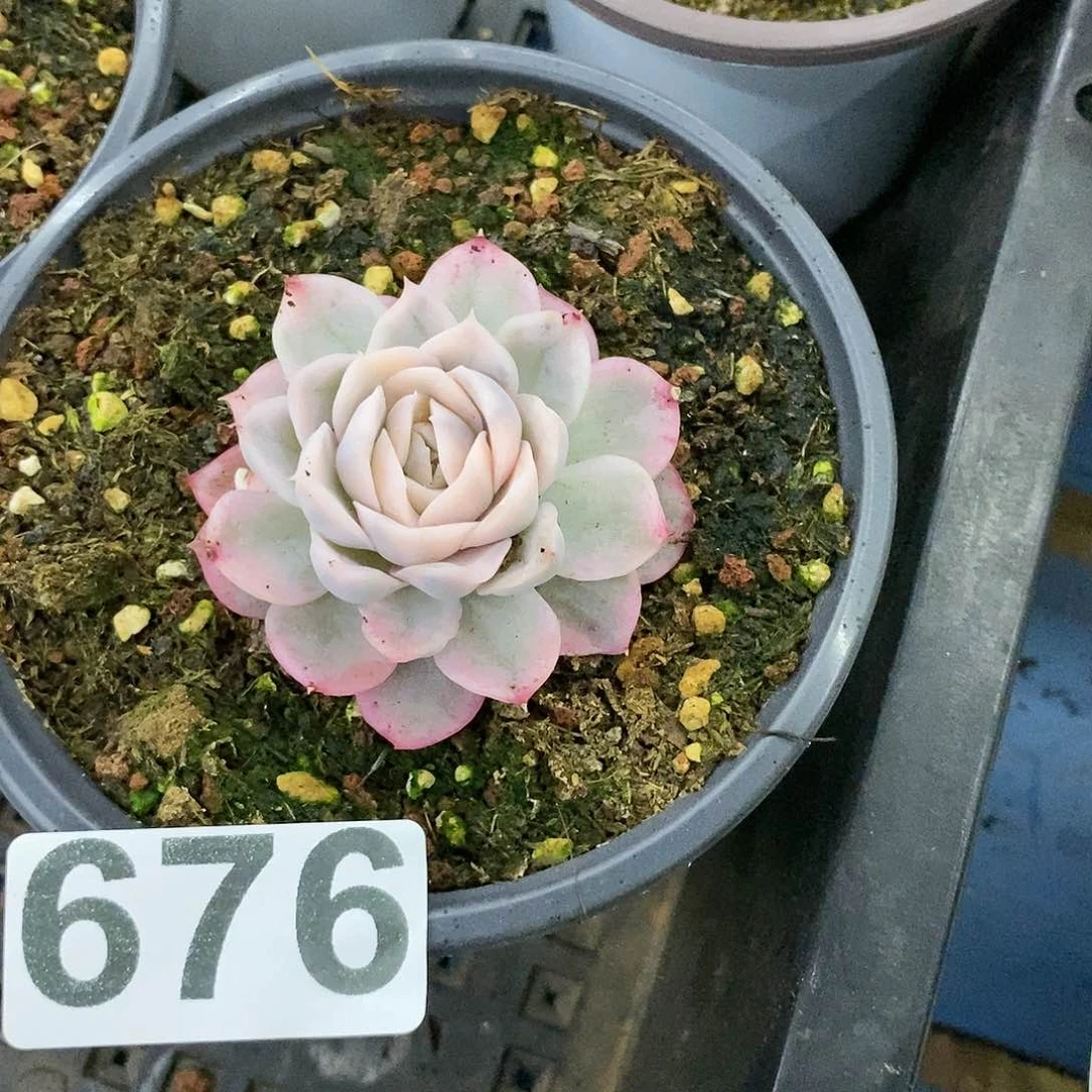 676粉雪球锦多肉植物哇啦塞