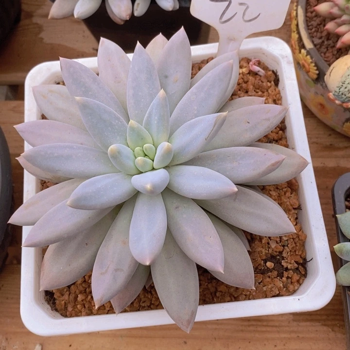 这个我都看出来这