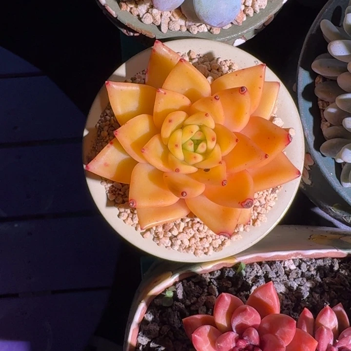 黄金粉 单头  一物一拍