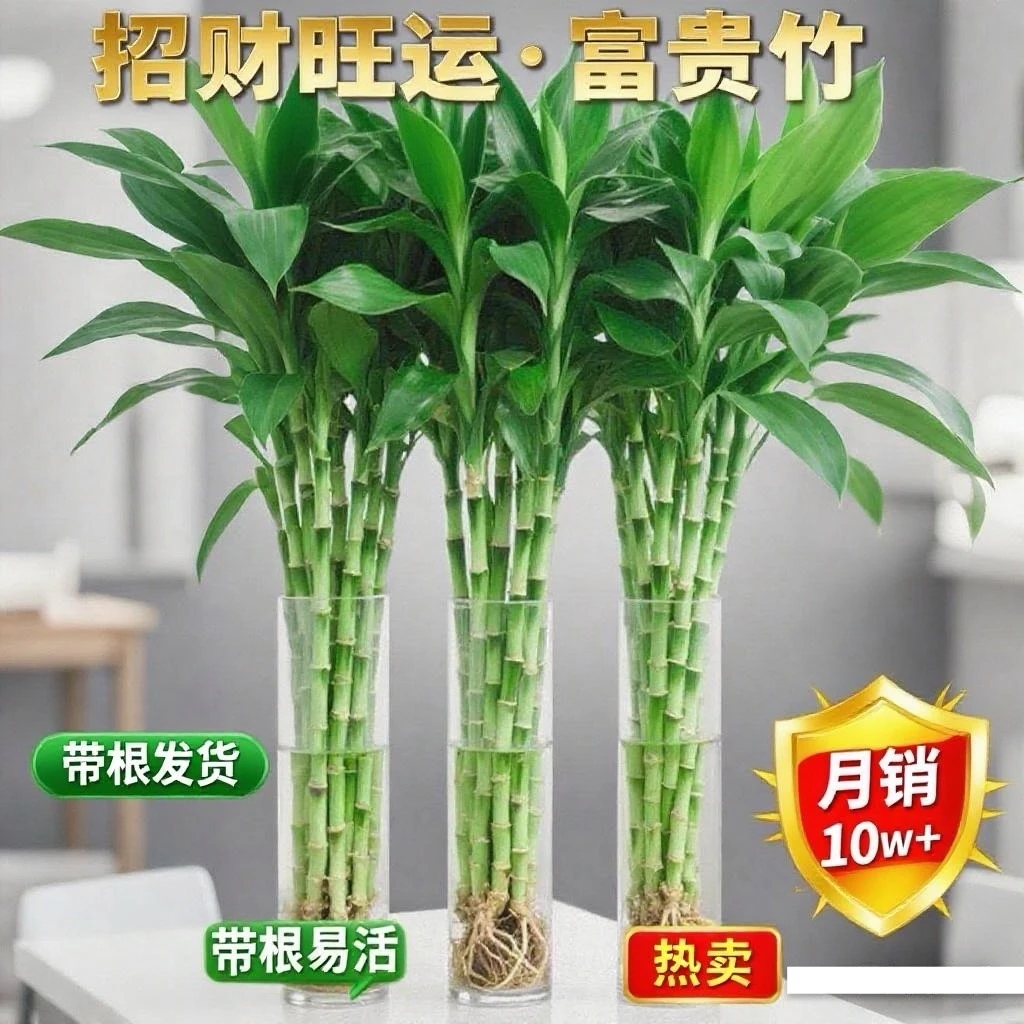 【基地精品】带根富贵竹水培植物加粗杆室内客厅绿植净化空气节节高
