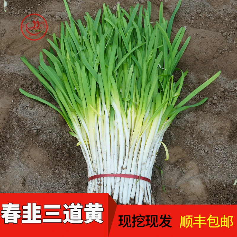 新鲜韭菜甘肃临洮春菜嫩芽农家土特产现挖三道黄蔬菜食用饺子食材