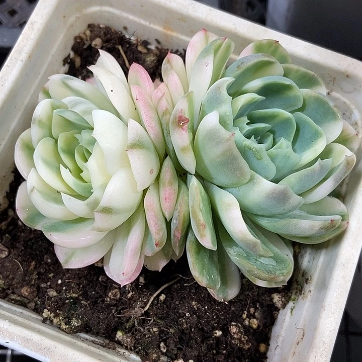 贝瑞彩锦多肉植物