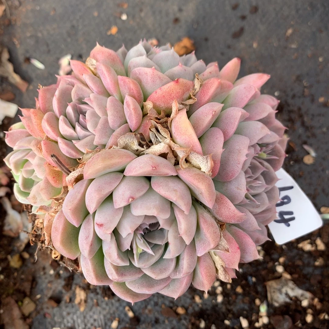 1694杂交多肉植物