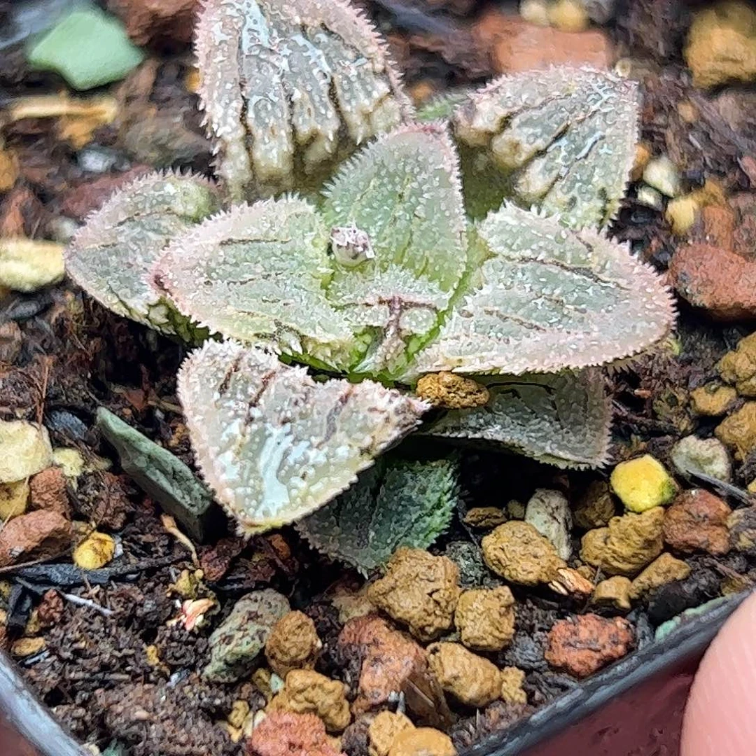 实生特选十二卷十二卷十二