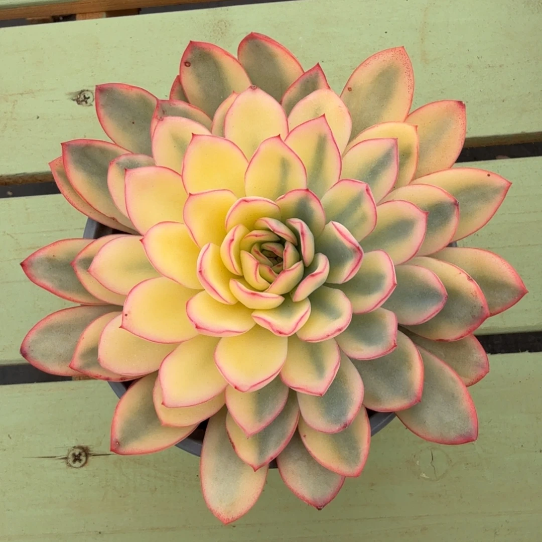 雨燕座锦锦上园艺一物一拍