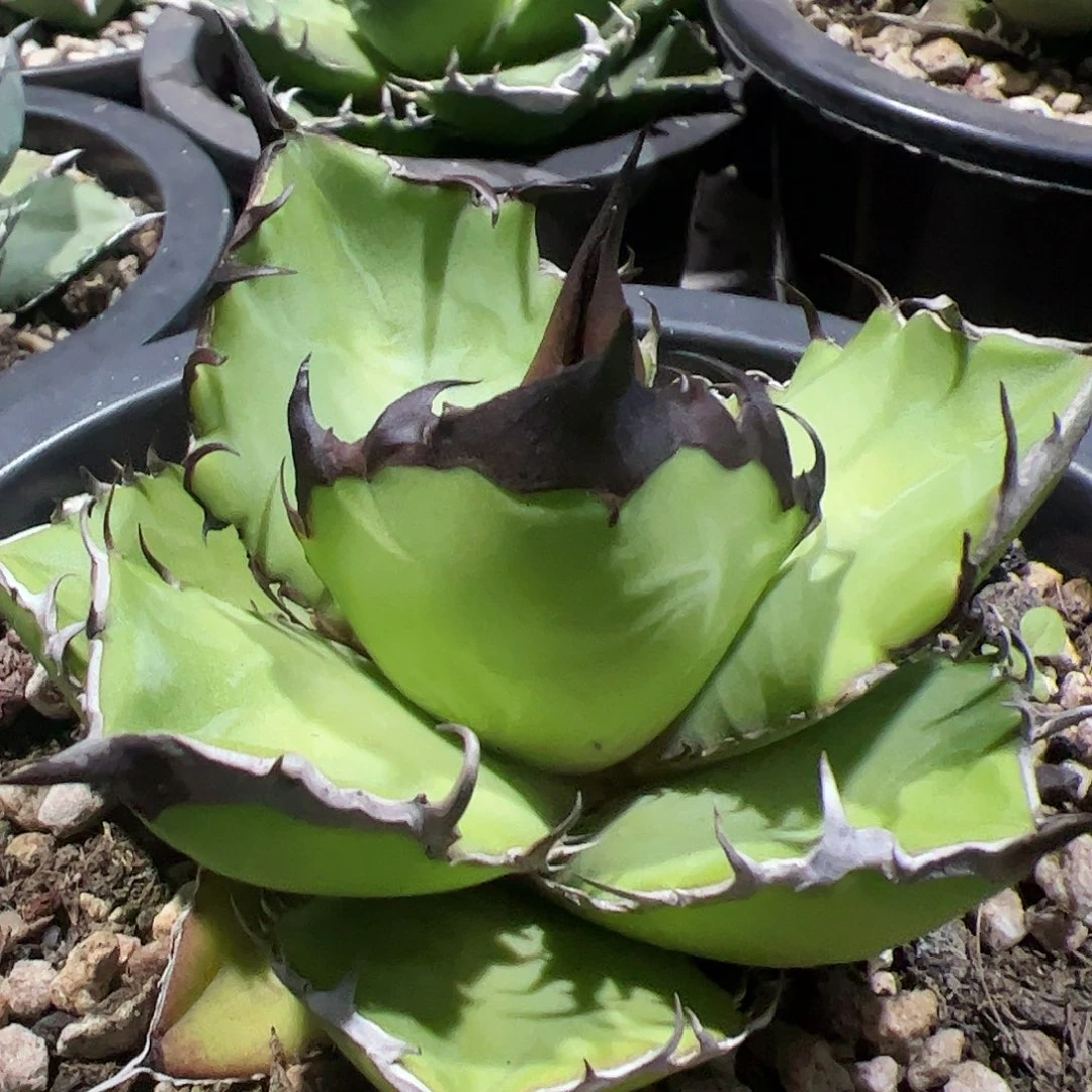 慌*黑火龙舌兰仁王冠